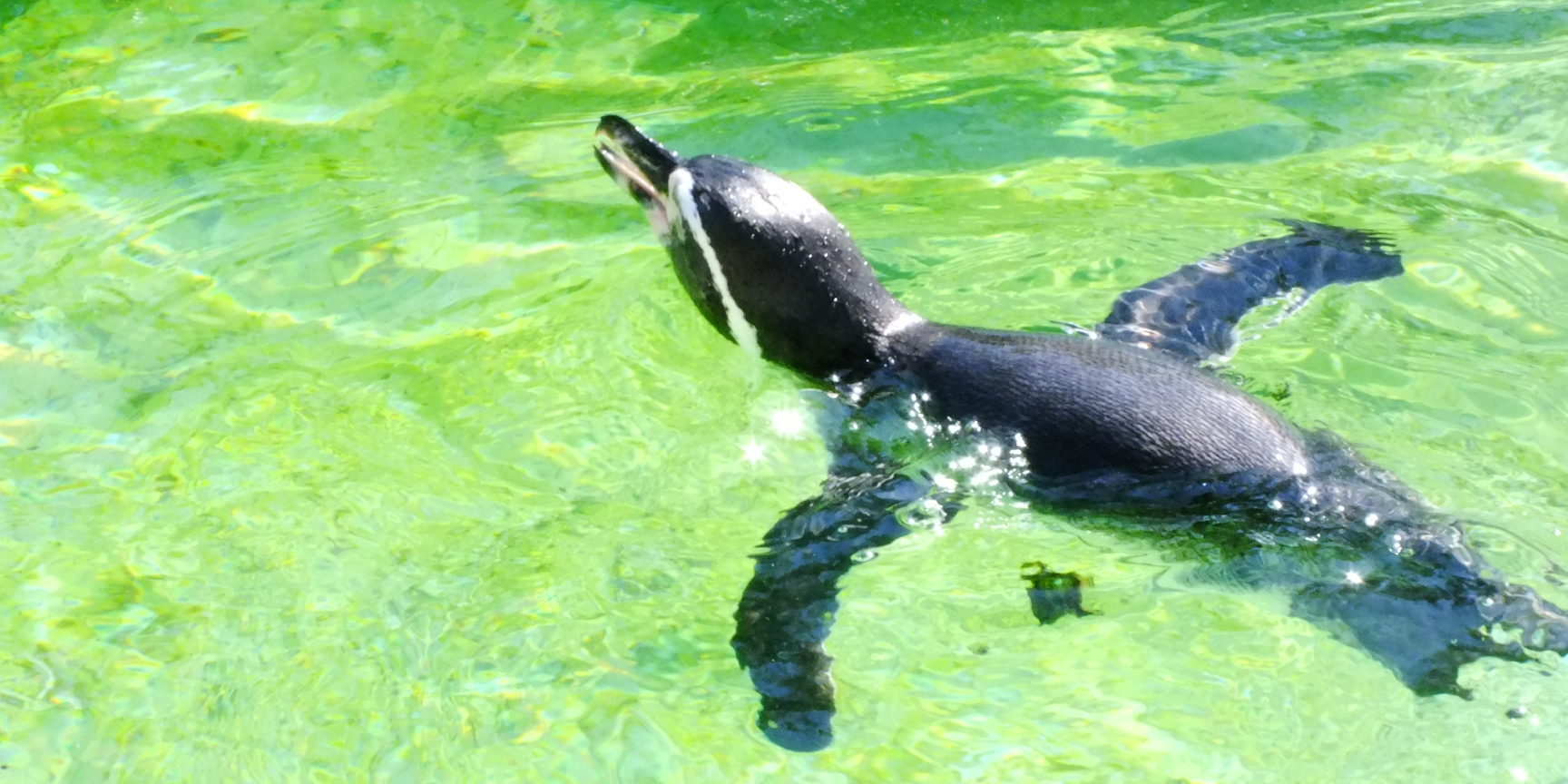 アデリーペンギン